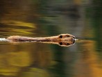 Image 655