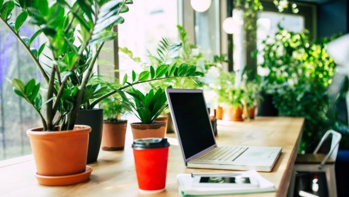 Go Green At Work: Health Benefits Of A Workplace Full Of Plants Go Green At Work