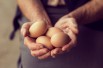 Job Fair for Global Egg in Elmira, Ontario!
