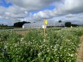 Photo Institut de recherche et de développement en agroenvironnement 8