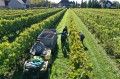 Environnement de travailVignoble Rivière du Chêne3