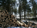 Photo Conseillers Forestiers de la région de Québec (CFRQ) 4