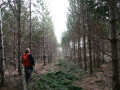 Photo Conseillers Forestiers de la région de Québec (CFRQ) 5