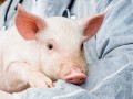Work environmentsCentre de développement du porc du Québec inc.0