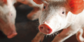 Work environmentsCentre de développement du porc du Québec inc.1
