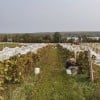 Environnement de travailVignoble Le Cep d'Argent3